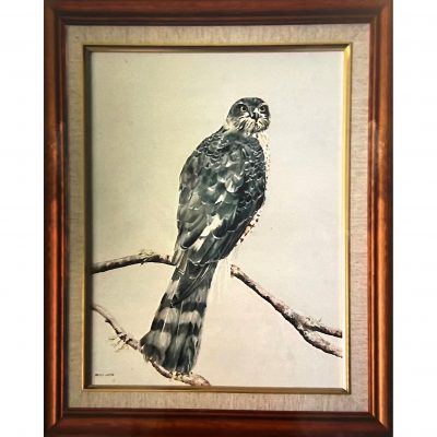 Ward – Sparrowhawk